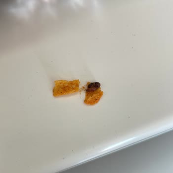 Doritos Cipsinden Kurt Çıktı