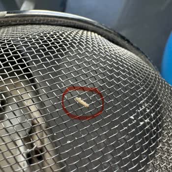 Söke Undan Kurt Çıktı!