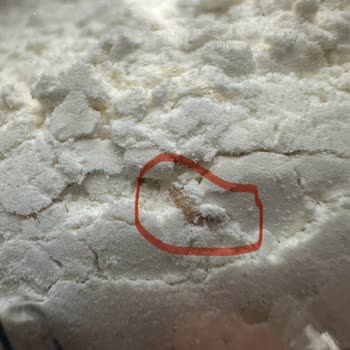 Söke Undan Kurt Çıktı!