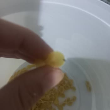 A101 Aldığım Makarna İçinden Böcek Çıktı