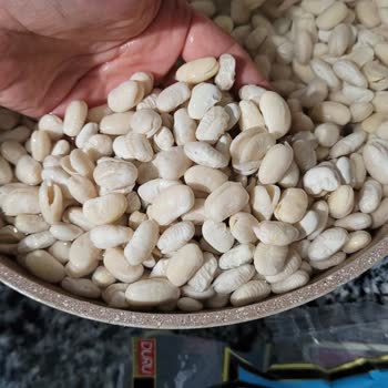 Duru Bulgur Duru Dermason Kuru Fasulye 2 Ye Bölünüyor