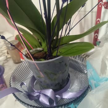 Ciceksepeti'nden Sipariş Vermiş Olduğumuz Ürün