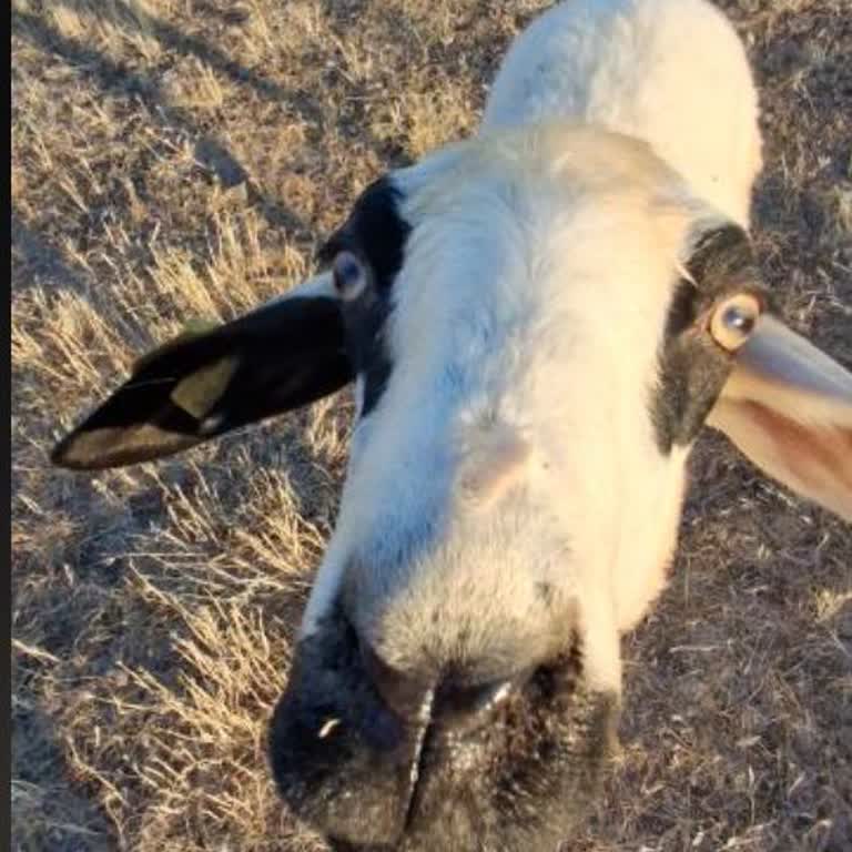 S23pro Reeder Telefonun Dokunmatik Sorunları Ve Kullanıcı Memnuniyetsizliği