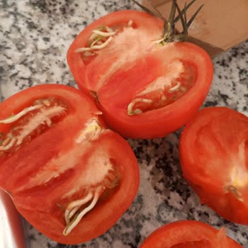 A101 Domatesin İçi Filizlenmiş