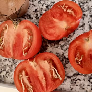 A101 Domatesin İçi Filizlenmiş