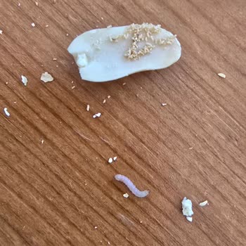 Tadım Kuruyemiş Kurtlu Çıktı