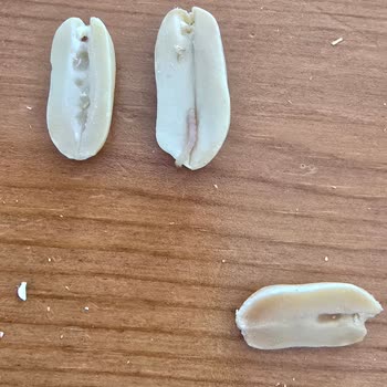 Tadım Kuruyemiş Kurtlu Çıktı