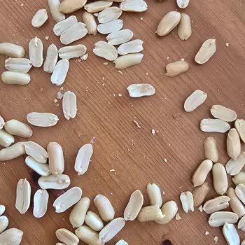 Tadım Kuruyemiş Kurtlu Çıktı