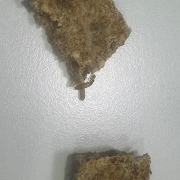 Migros Wasa Ürününden Kurt Çıkması
