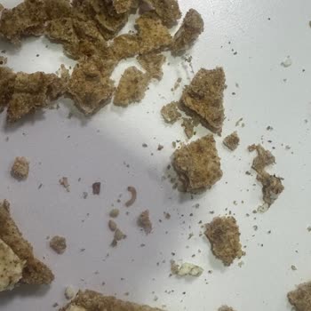Migros Wasa Ürününden Kurt Çıkması
