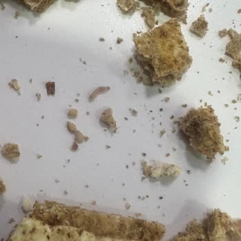 Migros Wasa Ürününden Kurt Çıkması