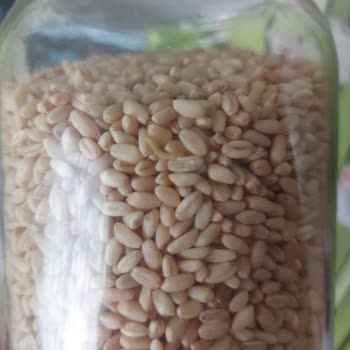 Tat Bakliyat Tat Markalı Aşurelik Buğdaydan Kurt Çıktı