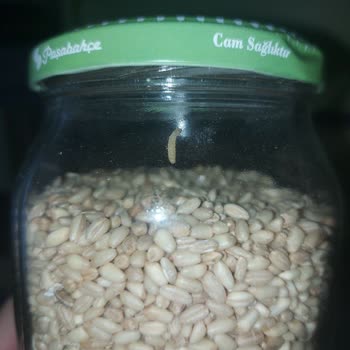 Tat Bakliyat Tat Markalı Aşurelik Buğdaydan Kurt Çıktı