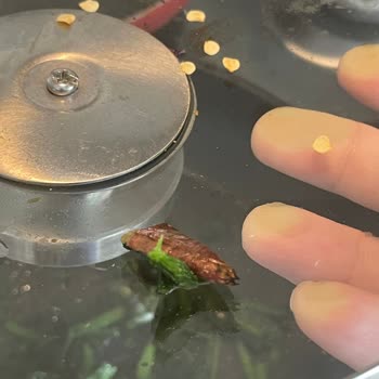 Superfresh Dondurulmuş Ispanakta Böcek Şoku!