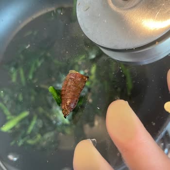 Superfresh Dondurulmuş Ispanakta Böcek Şoku!