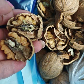 Şok Marketler Kurtlu Örümcekli Ceviz
