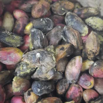 Sürat Kargo Beylikdüzü Yine Koli Kaybetti, Bulana Kadar Ürünler Çürüdü