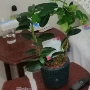 Salonbitkileri.com Yanlış Ürün Gönderimi Ve Müşteri Hizmetleri Sorunu