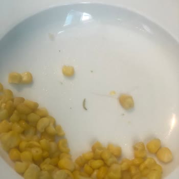 Sueno Hotels Sueno Deluxe Yemekte Kurt Çıktı Oda Kötü Ve Odamda Duş Alamadım