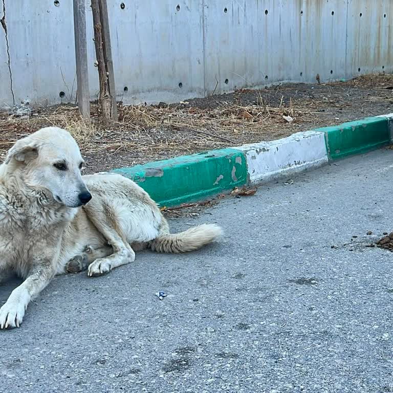 Garantilimama.com Bozuk Ürün