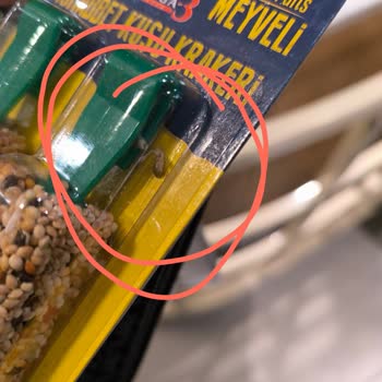 Pelagos Akvaryum Muhabbet Kuşu Yemi Böcekli