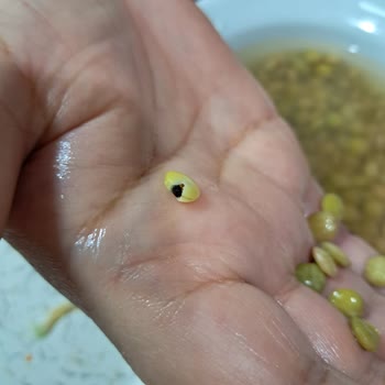 Tarım Kredi Kooperatif Market Böcek Çıktı Yeşil Mercimekten