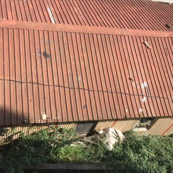 Karayolları Genel Müdürlüğü Konteynerden Eve Ve Sağlık Ocağına Gelen Fareler Mikrop Saçıyor
