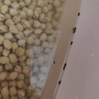 BİM Böcekli Ürün Satıyor