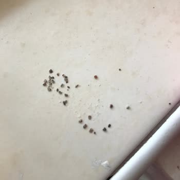 Tuğba Kuruyemiş Has Salepte Jelatin Mi Var