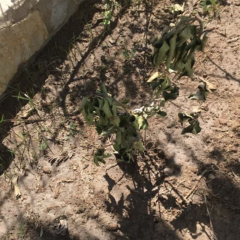 Gülşah Botanik (İzmir) Firmasının Azizliği