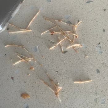 BİM Keyifçe Markası Ürününden Yabancı Madde Çıkması