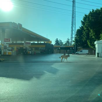 Mersin Büyükşehir Belediyesi'nin Sokak Köpeklerini Toplatmaması