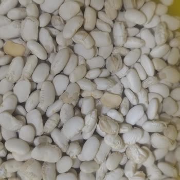 Hasata Kurufasulye Çok Kalitesiz Ve Kötü