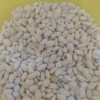 Hasata Kurufasulye Çok Kalitesiz Ve Kötü