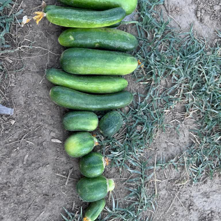 İntfa Tarım Sahte Tohum Satıyor