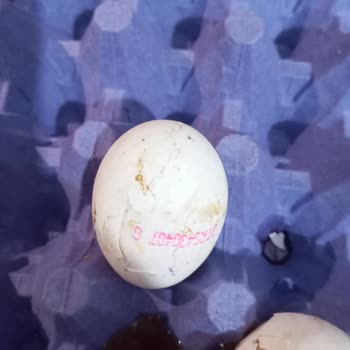 Kepekçi Yumurta Essen Market'ten Satın Alınan Yumurta Kalitesi Hayal Kırıklığı Yarattı