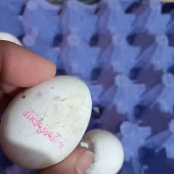 Kepekçi Yumurta Essen Market'ten Satın Alınan Yumurta Kalitesi Hayal Kırıklığı Yarattı