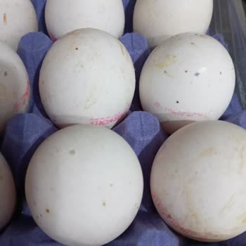 Kepekçi Yumurta Essen Market'ten Satın Alınan Yumurta Kalitesi Hayal Kırıklığı Yarattı