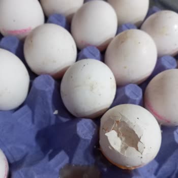 Kepekçi Yumurta Essen Market'ten Satın Alınan Yumurta Kalitesi Hayal Kırıklığı Yarattı