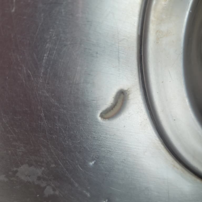 Bebelac Mamada Kurt Çıkması Ve Sağlık Tehlikesi