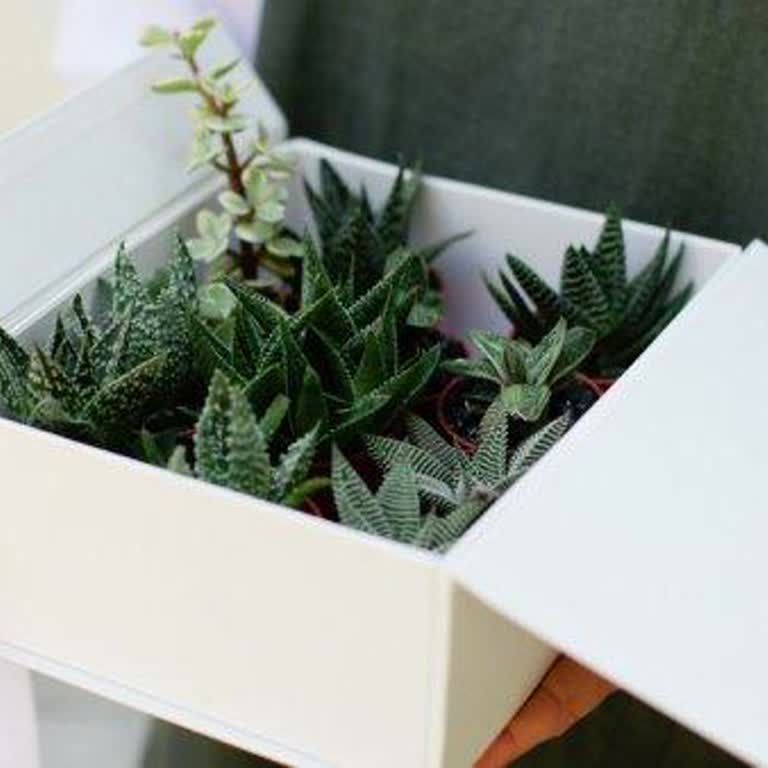 Bitki Dünyam Fazladan Bitki Gelmiş Bilgi Almak İçin Muhatap Bulamadım!