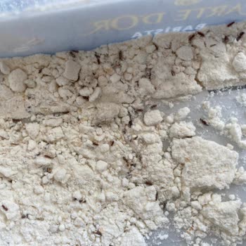 Kale Undan Böcek Çıktı!