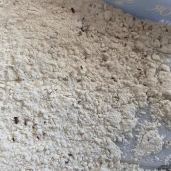 Kale Undan Böcek Çıktı!