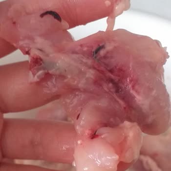 Keskinoğlu Tavuğun Kanlı Ve Mor Çıkması!