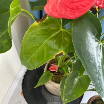 ÇiçekSepeti Solmuş Çiçek Gönderildi