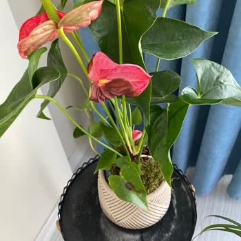 ÇiçekSepeti Solmuş Çiçek Gönderildi