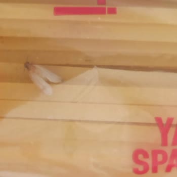 Son Kullanma Tarihi Geçmemiş Filiz Makarna Kelebeklendi
