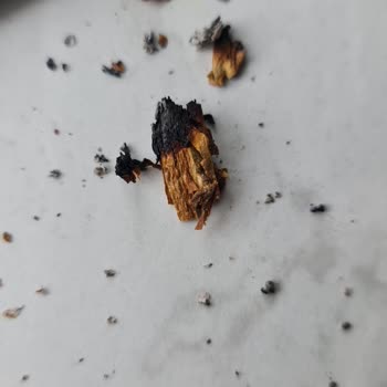 Parliament Sigarasından Çıkan Odun Parçaları