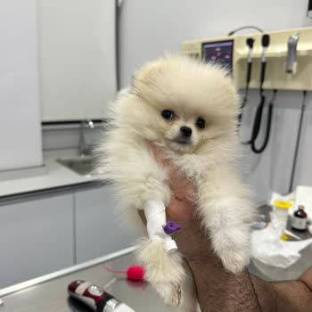 Petical Hayvan Hastanesi Yüzünden Yaşanan Acı Kaybımız