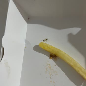 Gemlik McDonald's Hijyen Eksikliği